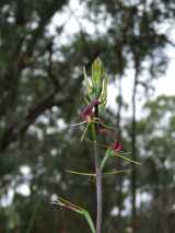 The Small Tongue-orchid is a ground orchid with small tongue shaped flower and relatively large leaf. The flower is erect and about 4 cm long. The most striking part of the flower is the...