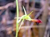 The Large Tongue Orchid is a ground orchid from south eastern Australia. the plant produces up to fourteen flowers. The flower has a large labellum which is green becoming red towards the tip. There...