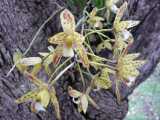 Cymbidium canaliculatum