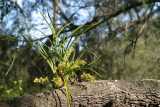 The Snake Orchid is an epiphytic Australian orchid that can form large clumps. The flowers are green or brownish green, and the labellum has dark reddish brown markings on the inside. The flowers are...