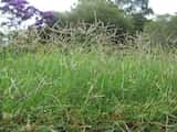 Greencouch is a perennial grass that grows approximately 15 cm tall. It has the growth habit of running rhizomes that root at the nodes.<br>The leaf blades are flat, with the leaf sheath half as long...