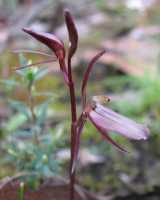 The Small Gnat-orchid is a small terrestrial orchid. The flowers are a reddish maroon colour and produced cluster of up to eight flowers. The dorsal sepal is narrow and erect. The lateral sepals are...