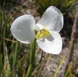 The Butterfly Flag is a perennial herbaceous clumping plant with stiff strappy leaves. Produces white open-petalled flowers on long stems in spring and summer.