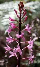 The Pink Hyacinth Orchid is a fairly large terrestrial orchid with flowering stems growing to about a metre tall. It produces clusters of up to forty pink flowers in summer from November to March....