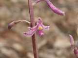 Dipodium elegantulum