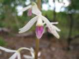 The Tropical Hyacinth Orchid is a terrestrial orchid from the tropical north of Australia. It produces clusters of attractive flowers on a long stem. Each individual flower has white petals and white...