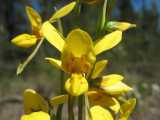 The Golden Donkey Orchid is a terrestrial orchid from eastern Australia. The flower petals are yellow. The labellum and dorsal sepal are yellow with dark blotches. The lateral sepals are greenish and...