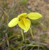 Golden Cowslips is a terrestrial orchid in the Diuris (Donkey Orchid) genus. The flowers are produced in small clusters of up to four, and each individual flower is about 4 cm across. The flowers are...