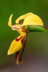 The Short-leaf Donkey-orchid is only found in South Australia. It produces bright yellow flowers, with reddish brown markings on the labellum and dorsal sepal. The lateral sepals are narrow and...