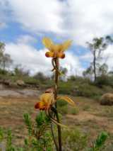 The Winter Donkey Orchid is a perennial terrestrial orchid for Western Australia. The flowers are mainly yellow with brown markings on the labellum lobes and the dorsal sepal. It has two large erect...