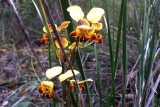 The Common Donkey Orchid is a tuberous ground growing orchid. It has yellow petals, with orange or reddish brown on the labellum and dorsal sepal. The large yellow lateral petals stick up like ears....