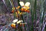 Diuris corymbosa