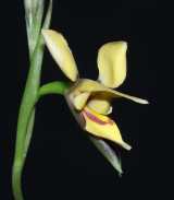 The Tall Donkey Orchid is endemic to Western Australia. As its name indicates it is a fairly large Diuris species growing to about a metre in height. The flowers are yellow, with typical ear-shaped...