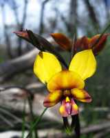 The Pansy Orchid has a typical Donkey Orchid shape with the two lateral petals sticking up like ears. It is one of most attractive flowering Diuris orchids, and this is reflected in the species name...