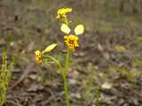 the Black Mountain Leopard Orchid is a yellow flowered terrestrial orchid. The species name nigromontana refers to its range on Black mountain in the ACT. The lateral petal are yellow with reddish...