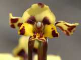 The Leopard Orchid is a terrestrial orchid species from south eastern Australia. It produces clusters of flowers with up to ten individual flowers about 3 cm in diameter in a cluster. The flowers are...