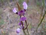 The Purple Diuris is a deciduous terrestrial orchid. It has between one and three green grassy leaves to about 25 cm in length and 4 mm wide. It produces clusters of between one and ten purple...
