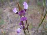 Diuris punctata