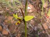 the Tiger Orchid is a ground orchid from eastern Australia. The flowers are bright yellow with dark reddish brown patches on the dorsal sepal and labellum (the lip). Like other donkey Orchids, the...