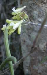 The Straggly Pencil Orchid is a relatively small epiphytic orchid (sometimes found growing on rocks as a lithophyte). It produces flower clusters about 10 cm long. The star shaped flowers are...