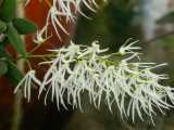 The Tongue Orchid is an orchid from eastern Queensland and New South Wales. It grows as an epiphyte or lithophyte. The flowers are star shaped and white or cream, and have fairly long narrow sepals...