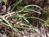 The Streaked Rock Orchid is a fairly small lithophyte from south eastern Australia. The flowers are cream or yellow with darker streaks of reddish or purple near the base. The labellum or lip is...