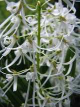 The Furrowed Pencil Orchid is an epiphytic or lithophytic orchid from the rainforest of far north Queensland. Flowers are produced in clusters up to 20 cm long, with up to 60 flowers in a cluster....