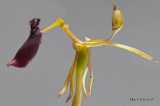 The Narrow-lipped Hammer Orchid is endemic to the south west of Western Australia. The labellum is narrower than the closely related Hammer Orchid (Drakea glypotodon). The flower is green and yellow...