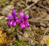 Elythranthera emarginata