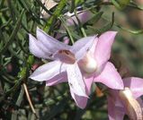 Eremophila abietina