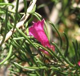 Eremophila alternifolia