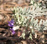 Eremophila bowmanii