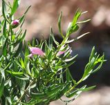 Eremophila divaricata