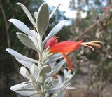 Eremophila glabra 'Murchison Magic'