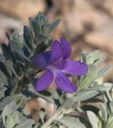 Eremophila hygrophana