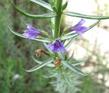 Eremophila macdonnellii