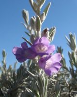 Eremophila nivea