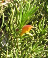 Eremophila subteretifolia