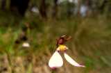 Parson's Bands is a terrestrial orchid from eastern Australia. The flowers are white or sometimes pink with two large lateral sepals which grow downwards. The labellum is greenish or cream coloured....