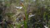 The Crinkle-leaf Bunny Orchid is a common name for Eriochilus dilatatus subsp. undulatus. The small flowers are mainly white with large lateral sepals and are produced on a slender green stem, with...