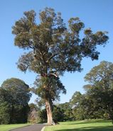 Eucalyptus muelleriana