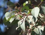 Eucalyptus polyanthemos