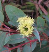 Eucalyptus preissiana var lobata