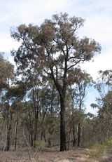 Eucalyptus tricarpa