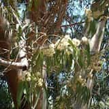 Eucalyptus acaciiformis