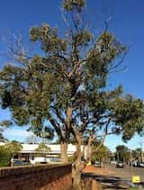 Eucalyptus baxteri