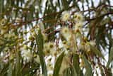 Eucalyptus camaldulensis