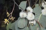 Eucalyptus camphora