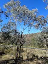 Eucalyptus dealbata