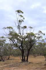 Eucalyptus dumosa